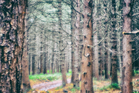 bulgaria, vitosha, tree, forest, trunk, tree trunk, plant, land HD wallpaper