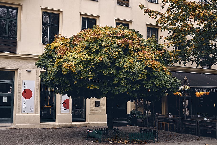 berlin, germany, trees, architecture, building exterior, built structure HD wallpaper