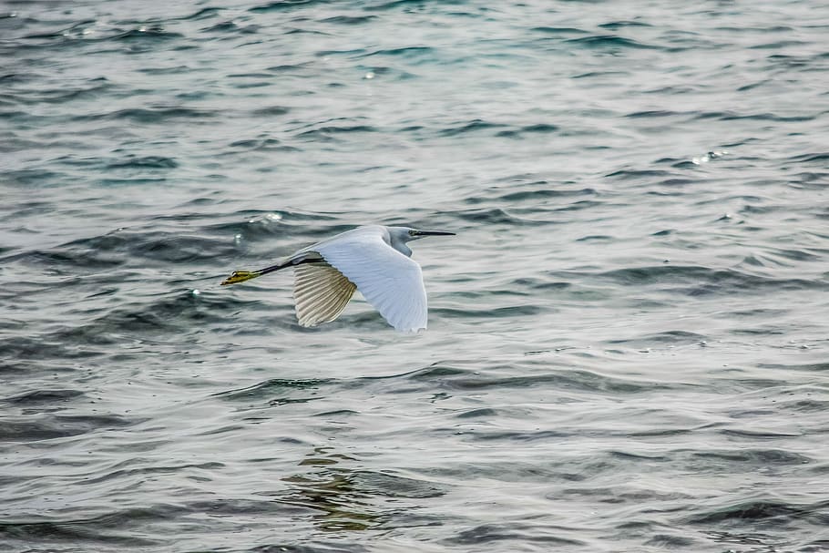 heron, flying, flight, bird, sea, nature, animal, wildlife HD wallpaper