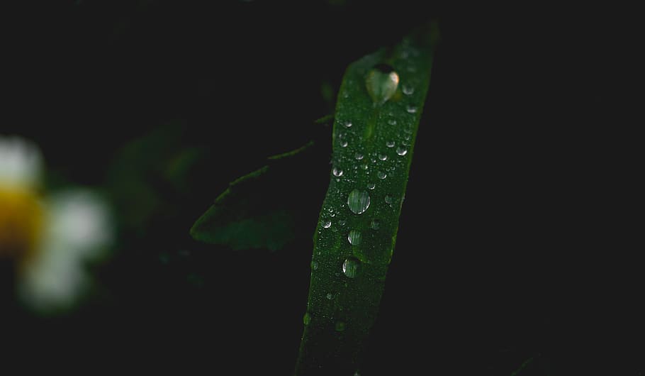 india, coimbatore, tree, forest, grass, nature, water, drop HD wallpaper