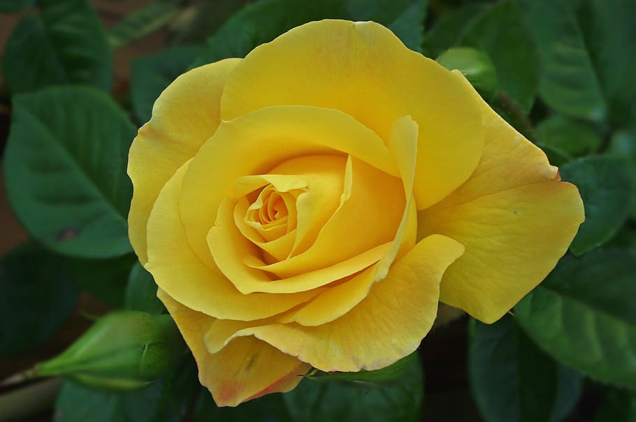 flower, rose, plant, leaf, nature, love, flowering plant, vulnerability HD wallpaper