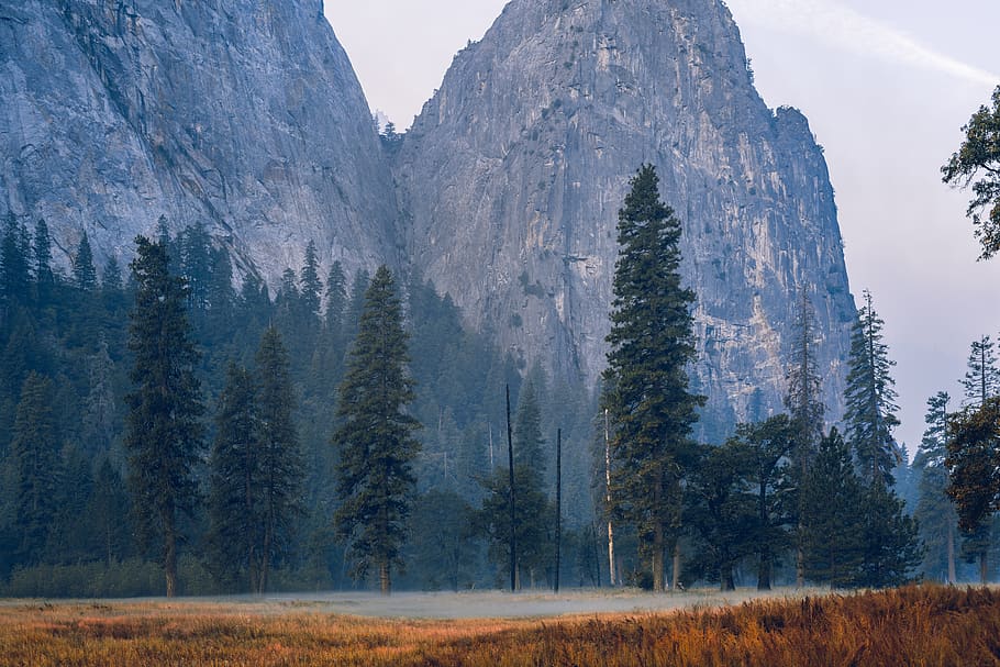 empty road surrounded by trees, nature, mountain, united states HD wallpaper