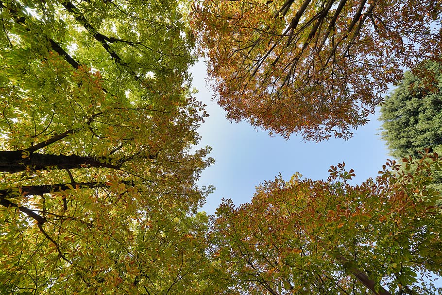 leaf, tree, nature, wood, season, bright, landscape, outdoors HD wallpaper