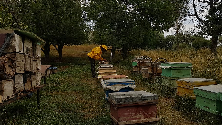 iran, turkman chay, beekeeper, tree, nature, green, honey, yellow HD wallpaper