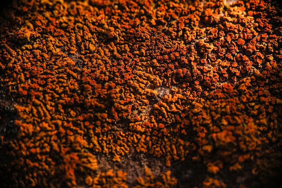 lichen, rock, macro, 90mm, texture, background, backgrounds HD wallpaper