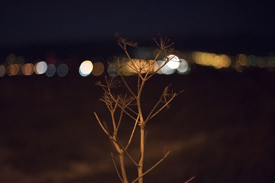 dock, pier, see, tree, lights, water, night, illuminated, no people HD wallpaper