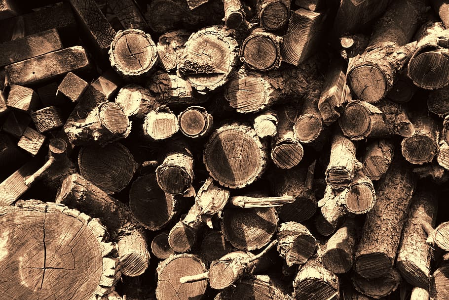 logs, trees, wood, forest, timber, firewood, wood - material HD wallpaper