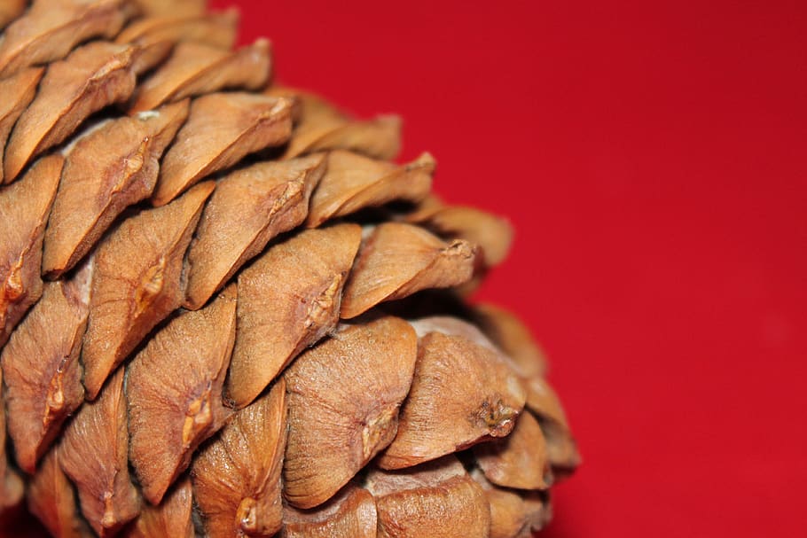 pine cone, tree, nature, surface, scales, brown, natural, colored background HD wallpaper