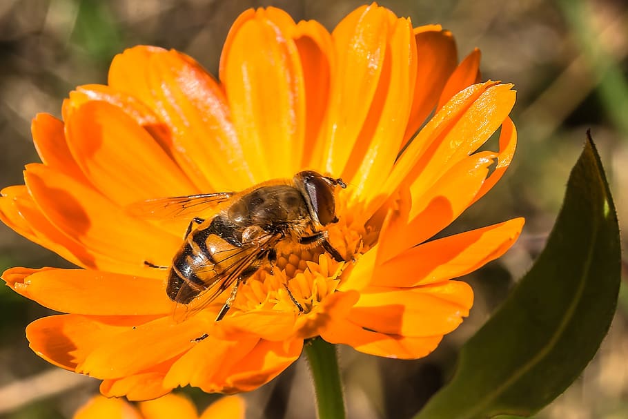hover, fly, insect, animal, wild, nature, fresh, flower, fragrance HD wallpaper
