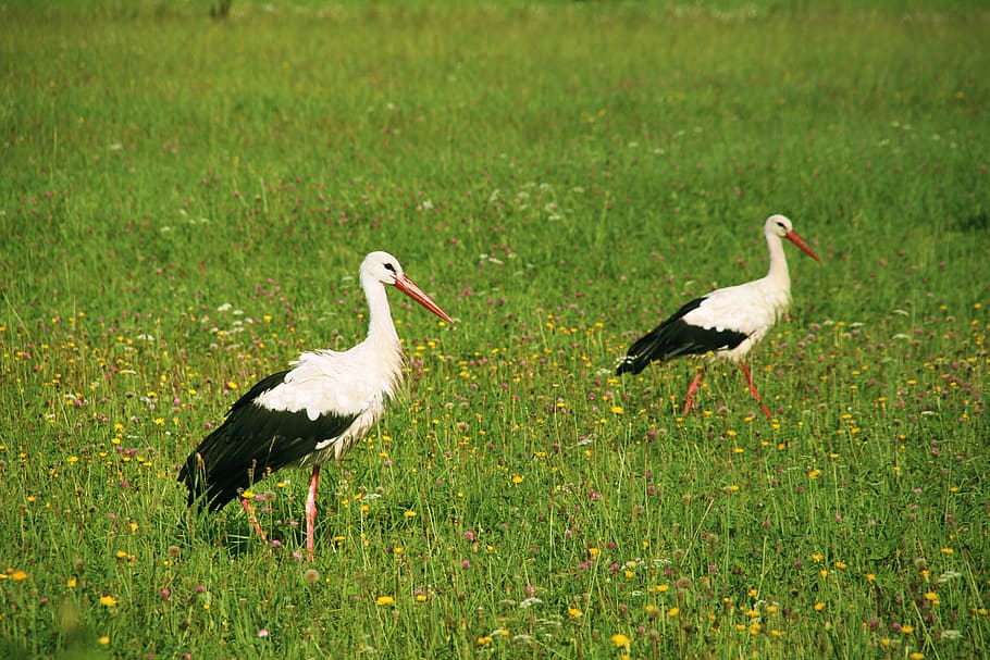 two white-and-black birds on green grass, stork, animal, nature