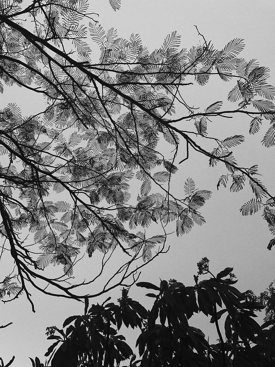 tree, plant, branch, low angle view, sky, nature, no people HD wallpaper