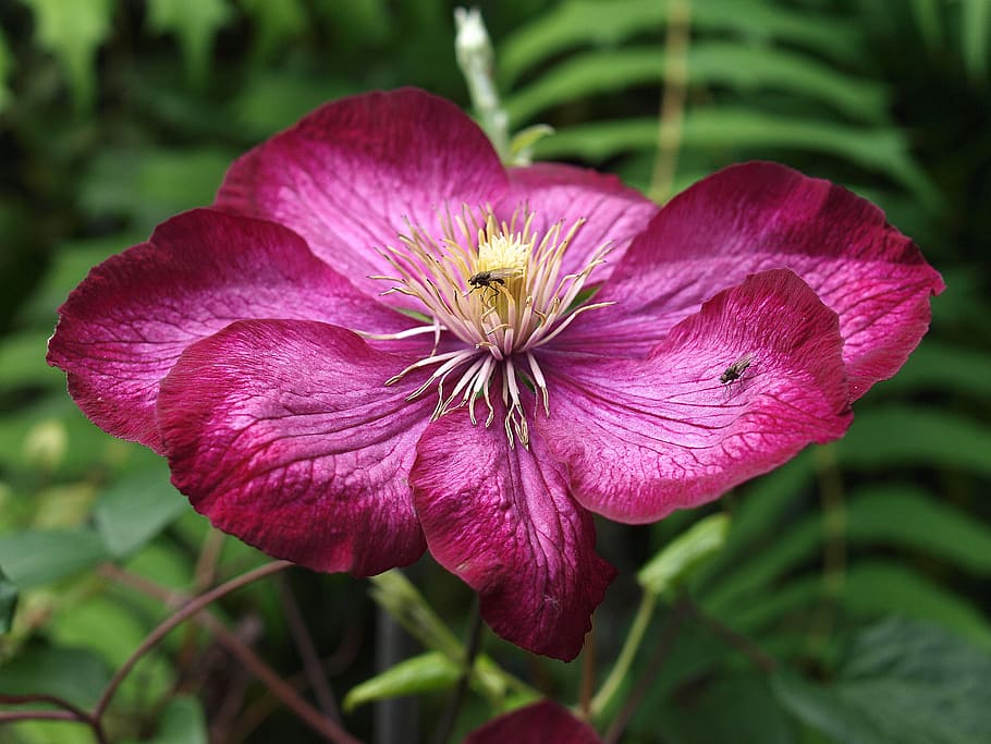 clematis, flower, bloom, flora, plant, petal, flowering plant HD wallpaper