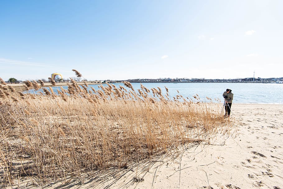 Beach With Brown Grass on Sea With, beautiful, blue, reeds, sand HD wallpaper