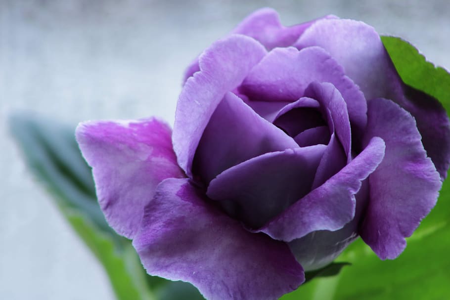 gloxinia, purple, violet, macro, feeling, bloom, flower, blossom HD wallpaper