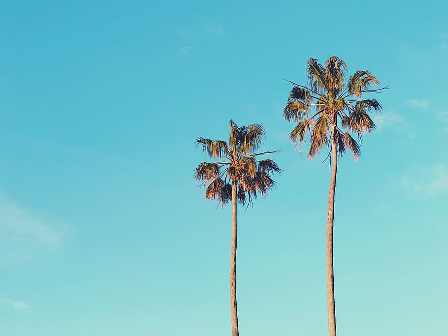two brown palm trees, sky, beach, coast, summer, holiday, nature HD wallpaper