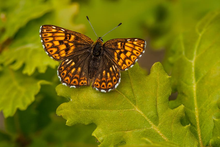 butterfly perching on leaf, insect, animal wildlife, invertebrate HD wallpaper
