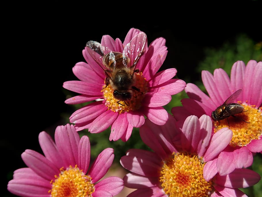 bee, fly, insects, flowers, daisies, garden, nature, flowering plant HD wallpaper