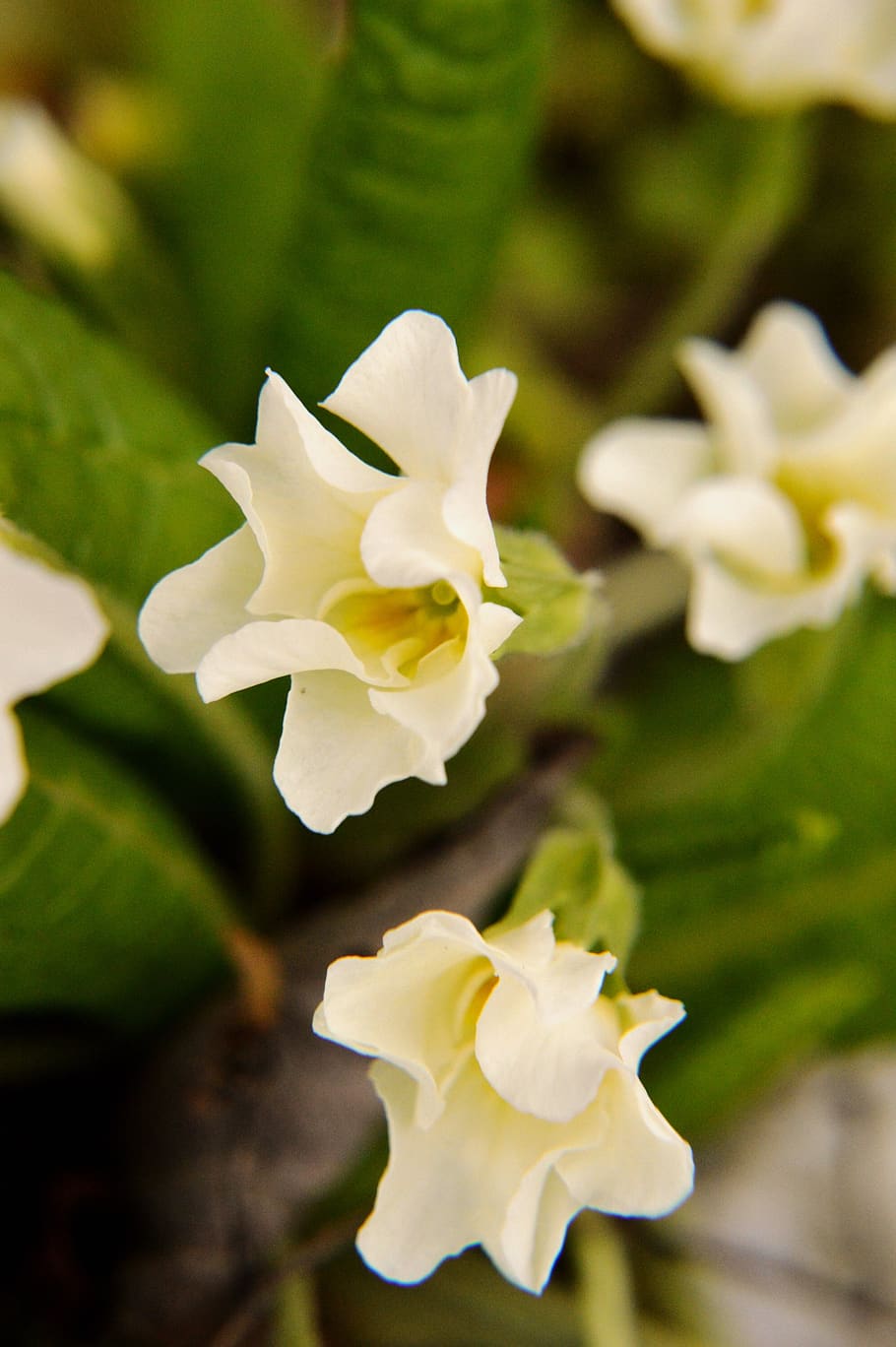 primrose, flower, spring, plants, nature, garden, leaf, botany HD wallpaper