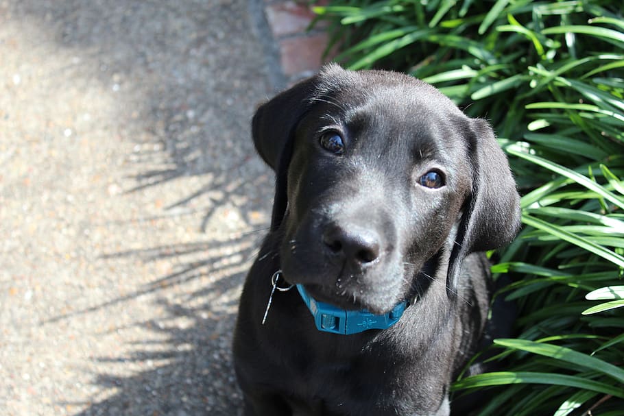 dog, puppy, cute, canine, domestic, pets, one animal, domestic animals HD wallpaper