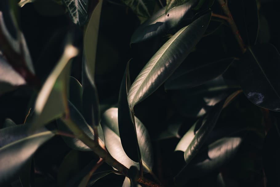 growth, plant, close-up, plant part, no people, leaf, green color HD wallpaper