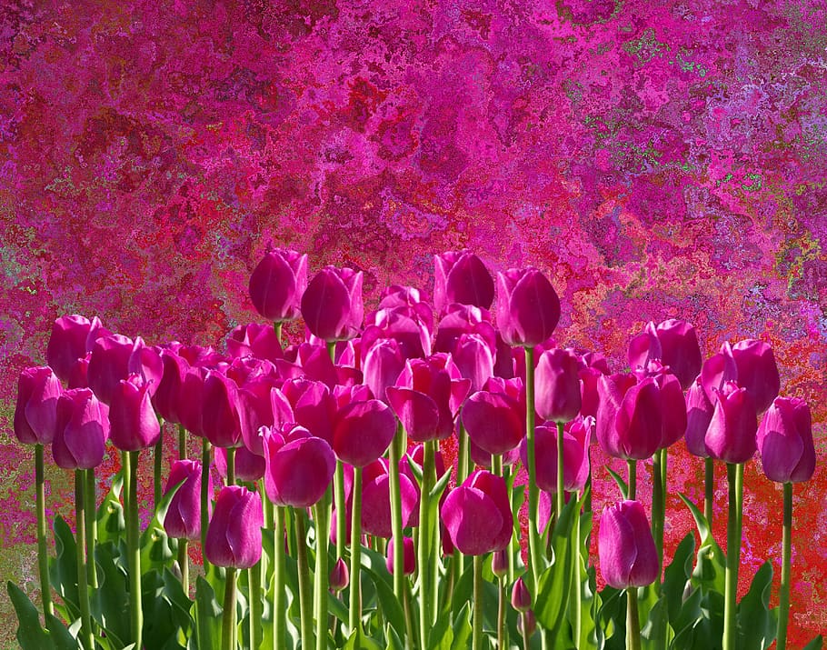 tulips, spring, nature, spring flower, garden, pink, flowering plant HD wallpaper