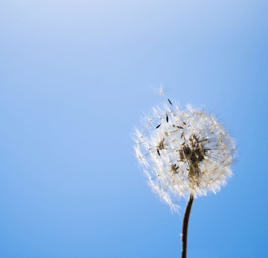 abstract, background, blow, blowing, botany, close, dandelion, HD wallpaper