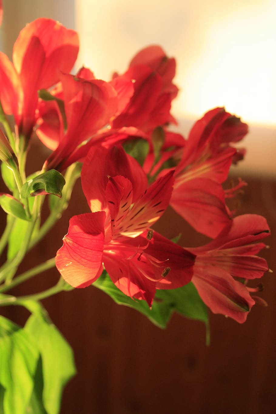 red, flower, green, leaf, close-up, yellow, flowering plant HD wallpaper