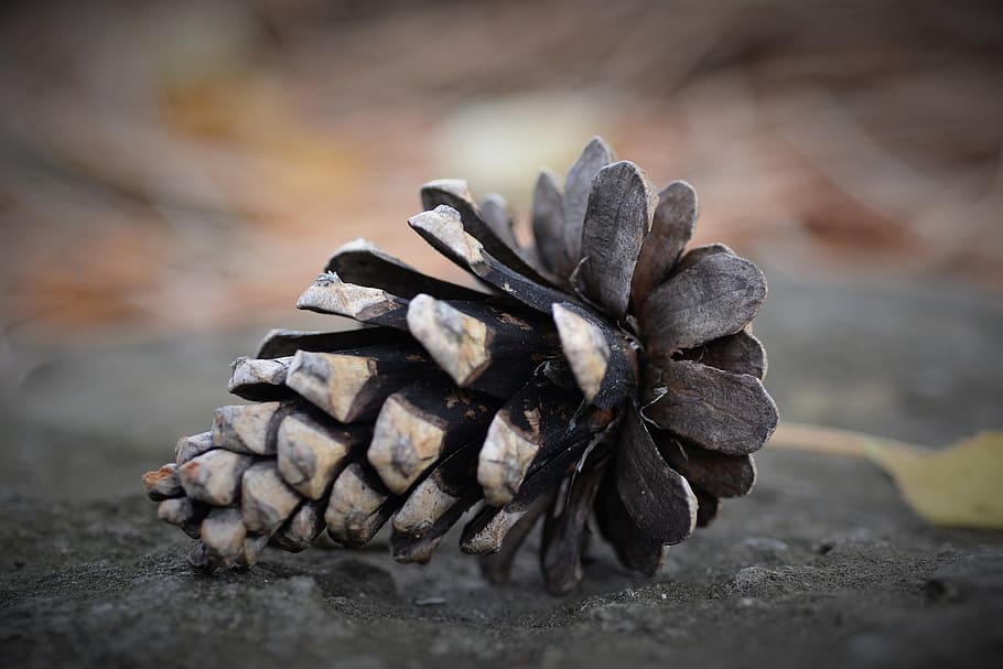 brown pine cone, plant, tree, conifer, canada, laval, produce HD wallpaper