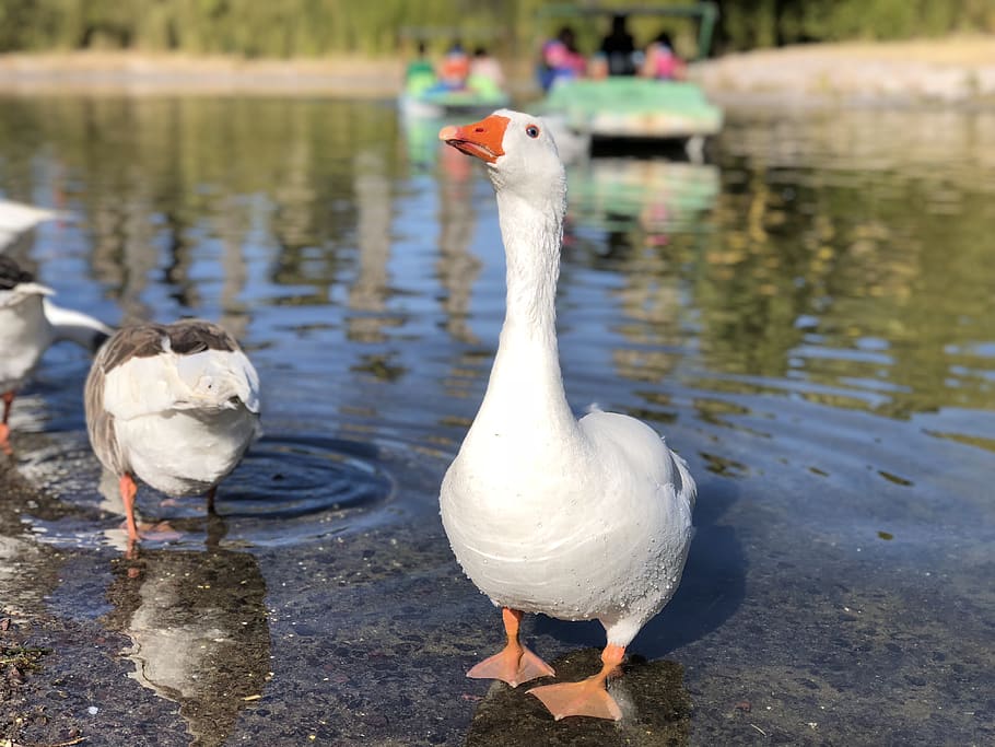 aguascalientes, mexico, nature, wallpaper, animals, duck, lake HD wallpaper