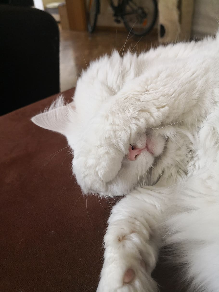 sleeping, cat, white, pets, domestic, domestic animals, domestic cat HD wallpaper
