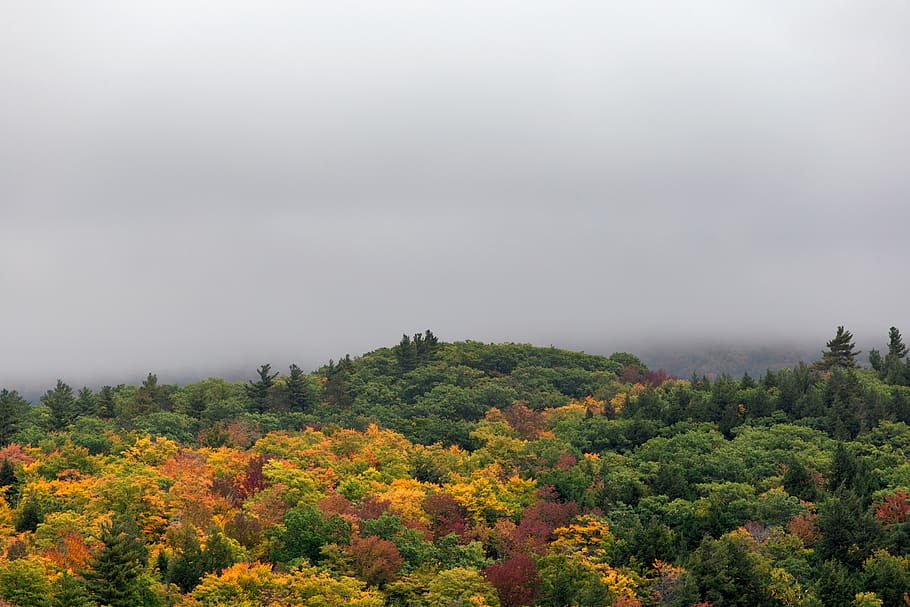 Aerial Photography of Trees during Foggy Daytime, bright, dawn HD wallpaper