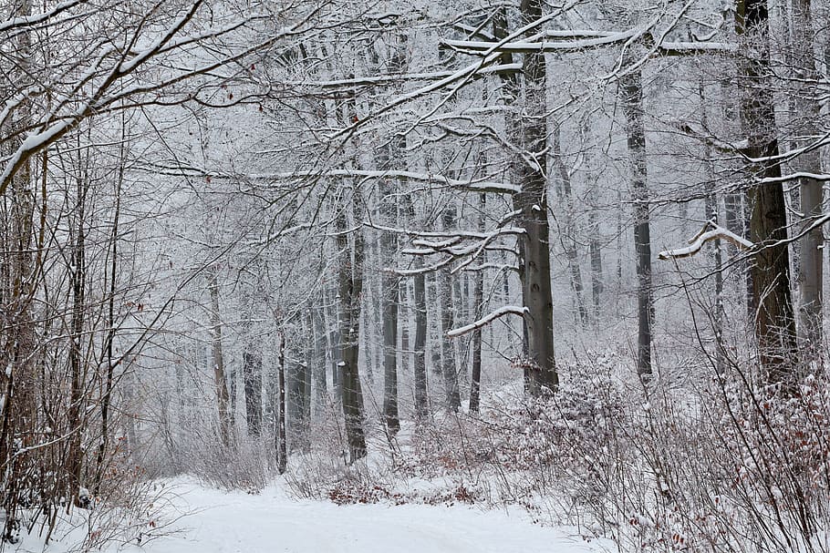 snow, forest, winter, wintry, frost, tree, cold temperature HD wallpaper