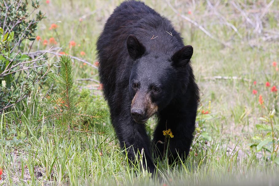 bear, jasper, nature, wildlife, alberta, canada, animal, animal themes HD wallpaper