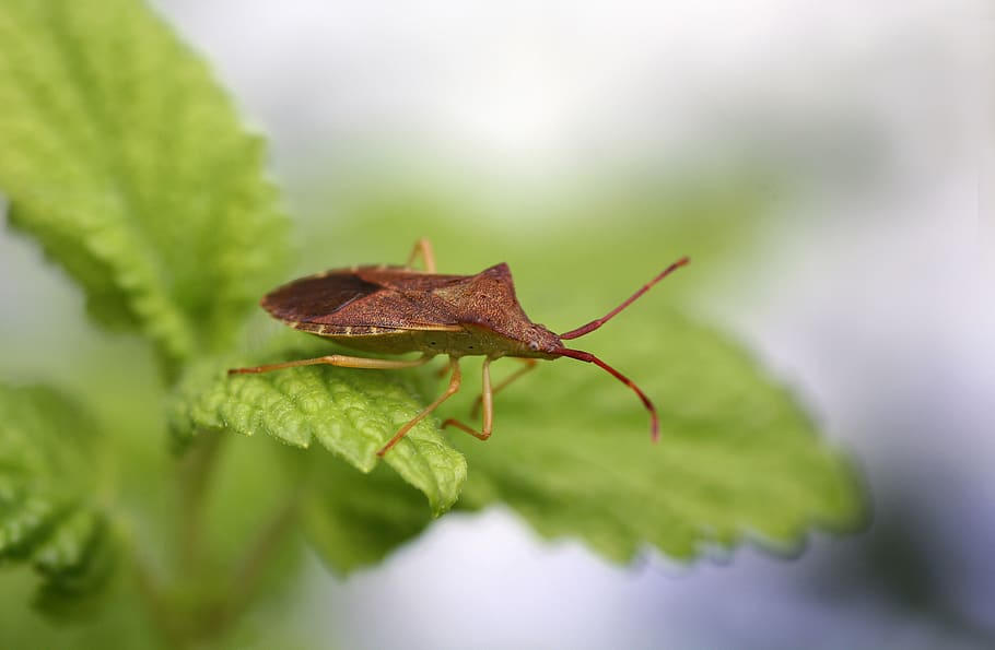 bug, beetle, nature, close up, insect, macro, green, garden HD wallpaper