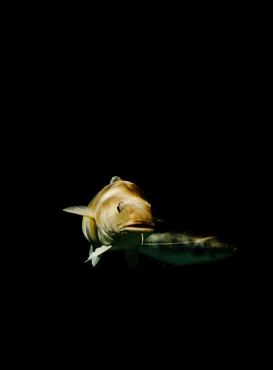 brown fish, aquatic, water, bird, animal, wallpaper, ocean, codfish HD wallpaper