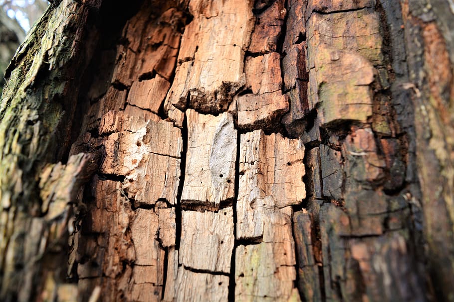 bark, tree, texture, nature, forest, wood, trees, trunk, log, HD wallpaper