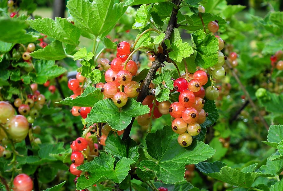 currant, red, fruit, bush, garden, vitamins, summer, sprig HD wallpaper