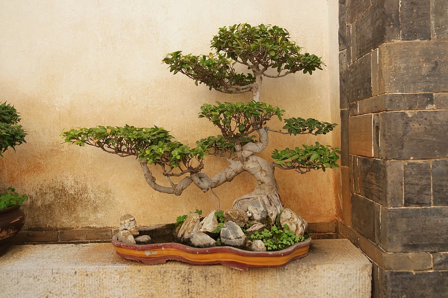 plant, jar, potted plant, vase, pottery, tree, bonsai, yunnan, HD wallpaper