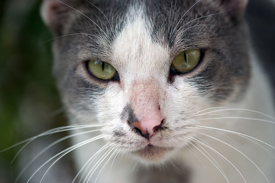Close-Up Photo of Cat, adorable, animal, animal photography, blur