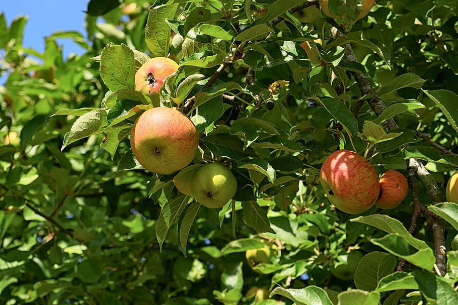 apple tree, fruit, kernobstgewaechs, apple orchard, ripe, healthy HD wallpaper