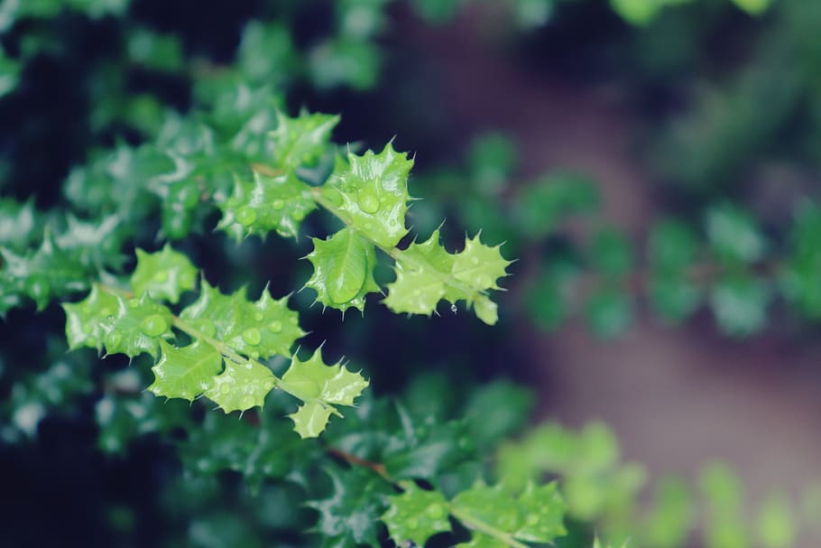 leaves, nature, tree, green, leaf, environment, relax, natural HD wallpaper