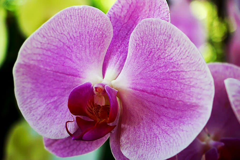 flower, orchid, flora, flowering plant, beauty in nature, freshness HD wallpaper
