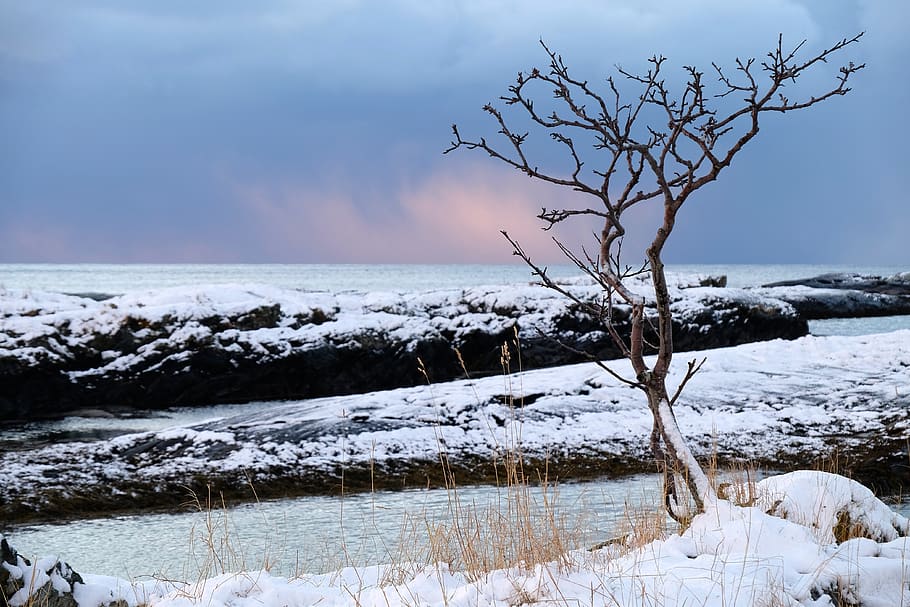 norway, grotle, coast, winter, tree, clouds, sky, ocean, beauty in nature HD wallpaper
