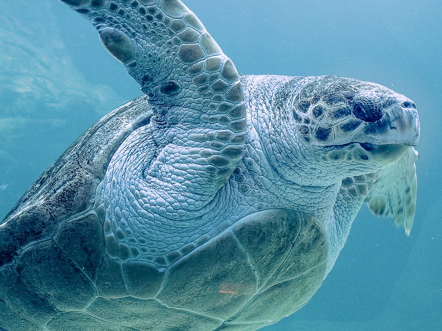 gray turtle, reptile, animal, sea turtle, sea life, tortoise HD wallpaper