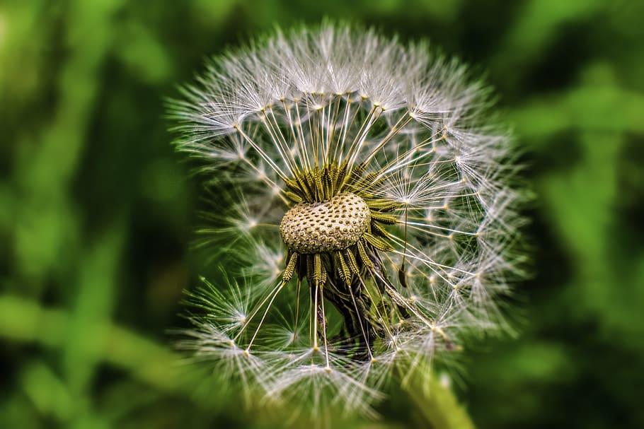 dandelion, seed, foreground, flower, fragility, vulnerability HD wallpaper