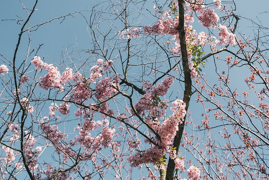 amsterdam, netherlands, spring, blossom, plants, fuji, tree HD wallpaper