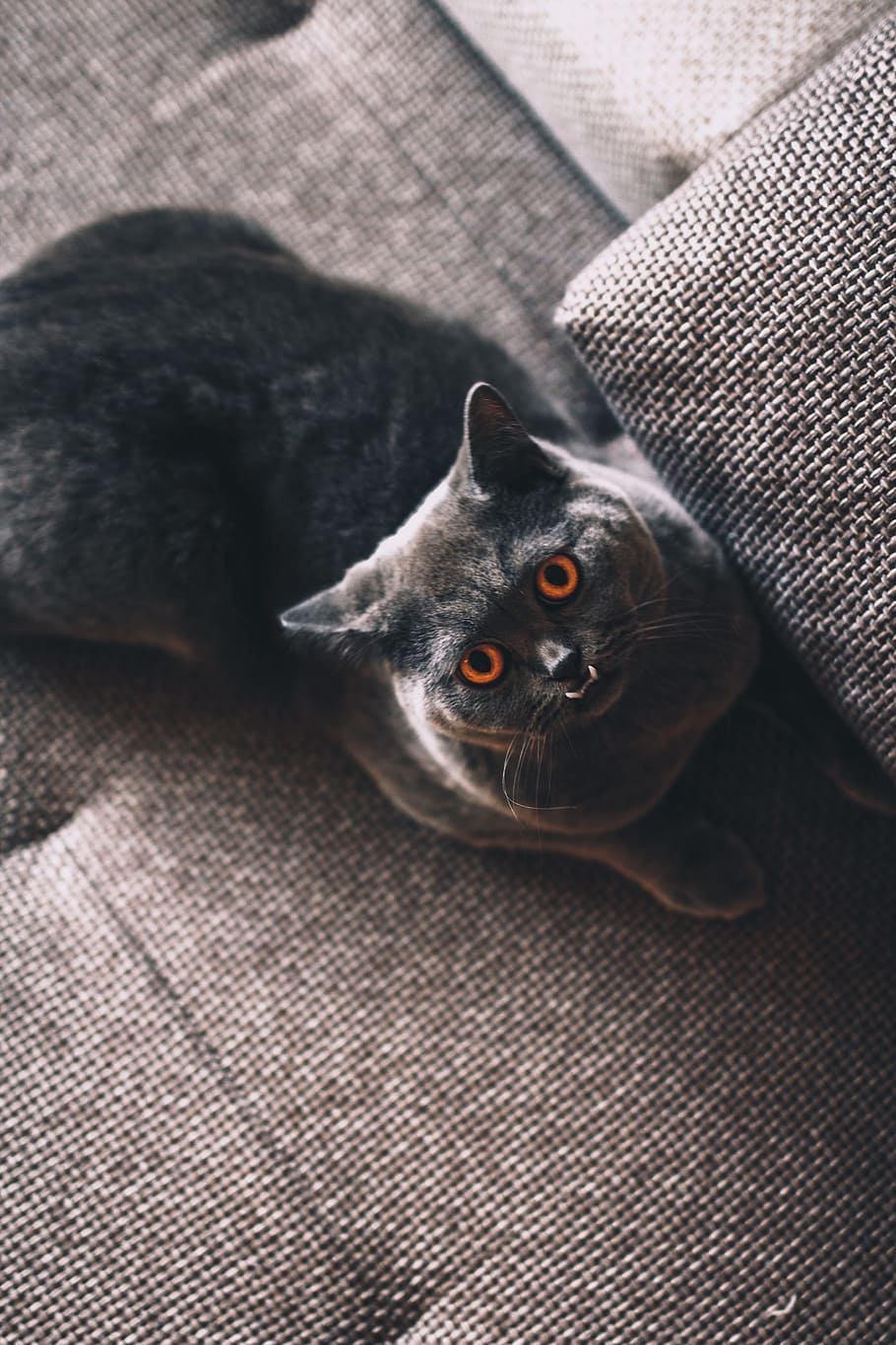 short-coated black cat on gray fabric seat, chair, face, meow HD wallpaper
