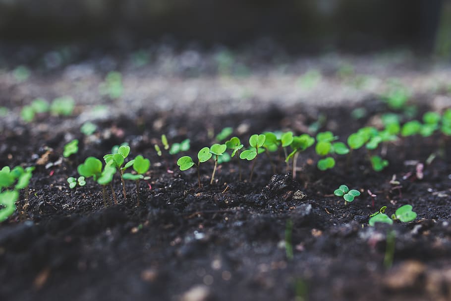 Home gardening - young rucola, argula, botanic, grow, growing HD wallpaper