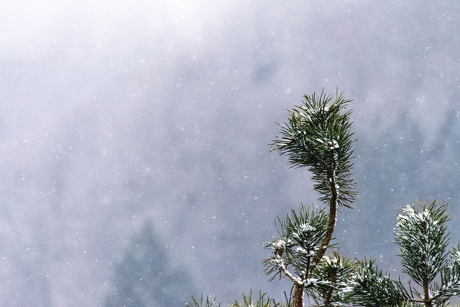 green pine tree with snow, plant, growth, sky, beauty in nature HD wallpaper