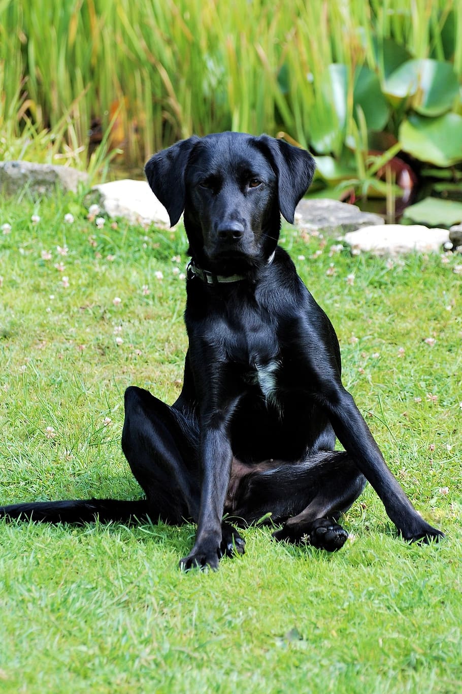 labrador, bitch, black, sit, pet, garden, attention, legged HD wallpaper